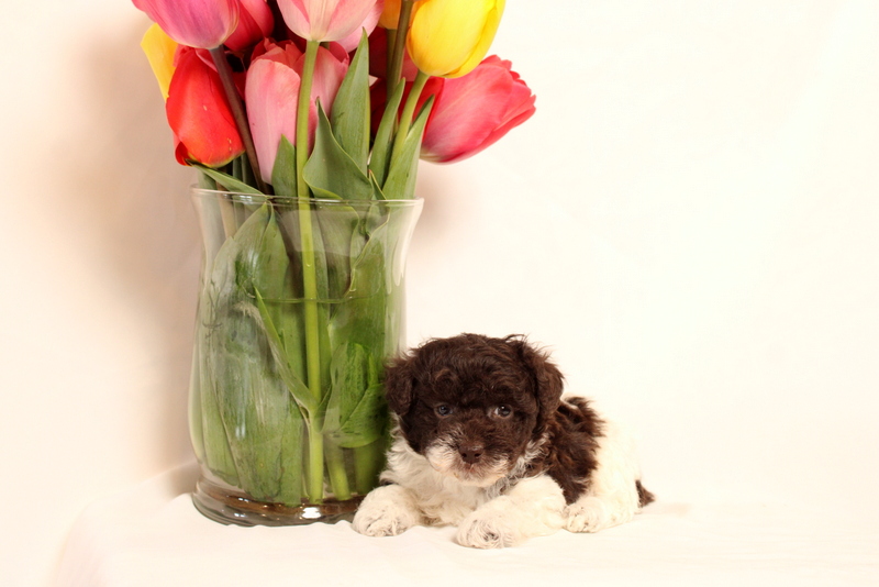 puppy, for, sale, Toy Poodle, Matthew B. Stoltzfus, dog, breeder, Gap, PA, dog-breeder, puppy-for-sale, forsale, nearby, find, puppyfind, locator, puppylocator, aca